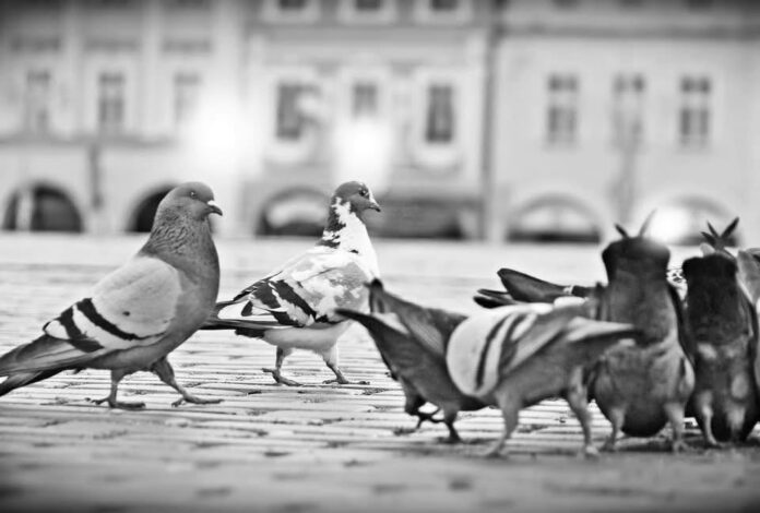 Českobudějovičtí holoubci na náměstí Přemysla Otakara II. Foto: Budějovický městský holubník